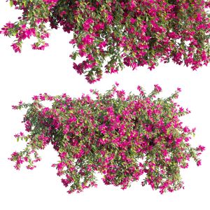 Bougainvillea Plant Set 69