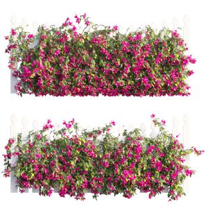 Bougainvillea Plant Set 70