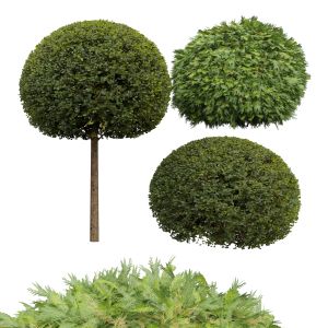 Ficus Concinna Bonsai Pruned Evergreen Shrubs Gold