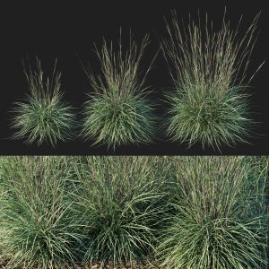 Black Mountain Bluestem Grass