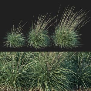 Black Mountain Bluestem Grass 04