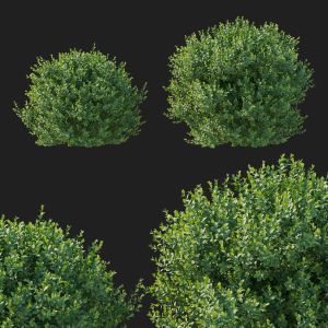 Boxwood