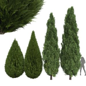 Juniperus Chinensis Spartan Taylor Juniper Cypress