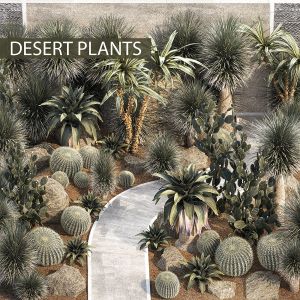 Desert Plants From Dracaena And Yucca Cactus