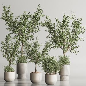 Indoor Plant Set 102