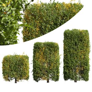 Plant Ligustrum Quihoui Privet Pruned Box001