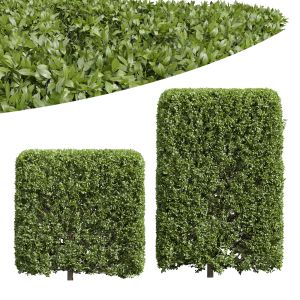 Plant Ligustrum Quihoui Privet Pruned Box002