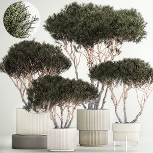 Set Trees In Flowerpots Topiary Pine For Decor