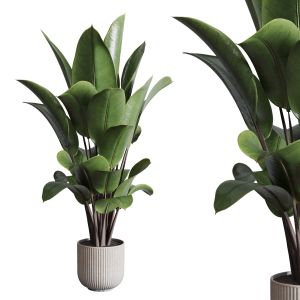 Ficus Rubbery Plant In Concrete Vase - Indoor Plan