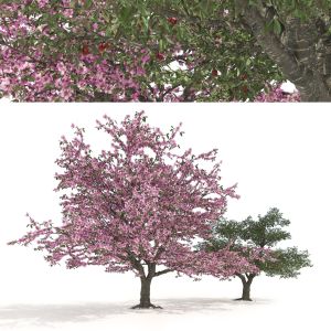 Blossom And Fruit Cherry Trees