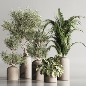 Indoor Plant Set 103