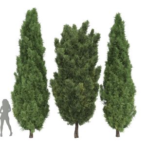 Mediterranean Cypress Italian Cypress High Details