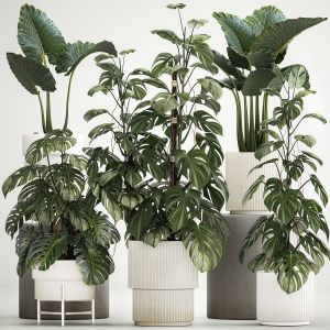 Plants For Decor In Pots Of Monstera And Alocasia