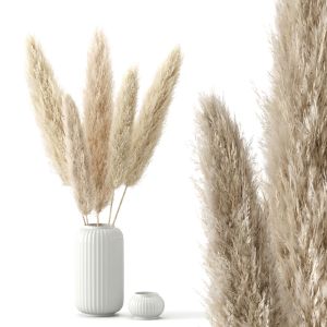 Pampas Grass - Cortaderia Selloana Set 01