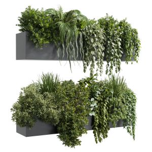 Wall Plant  Hanging Plants Collection Indoor Plant