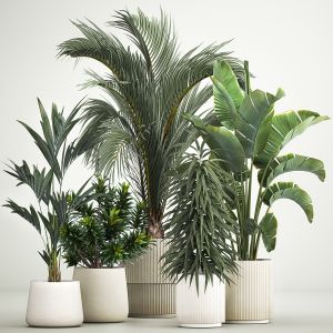 Set Of Plants In Pots Strelitzia Palm And Dracaena