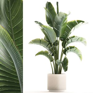 Strelitzia And Ravenala Palm Bush In A Flower Pot