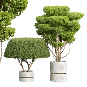 Concinna Bonsai Pruned