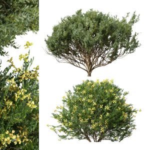 Coronilla Valentina Glauca And Cistus Albidus