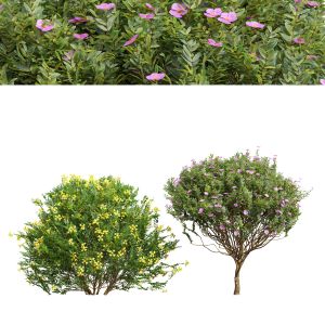 Valentina Glauca And Cistus Albidus Zistrose