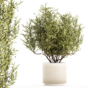 Olive Elaeagnus Tree In A Pot For Interior 1226