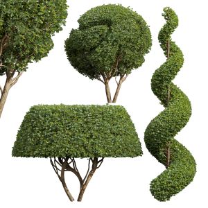 Ficus Concinna Bonsai Pruned-3 Trees