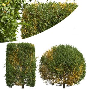 Ligustrum Quihoui Privet Pruned