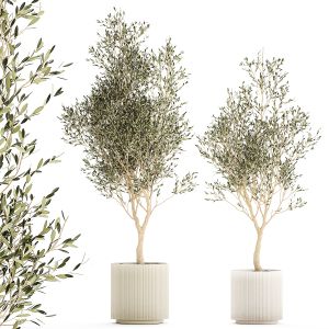 Beautiful Olive Trees In Flower Pots For Interior