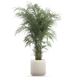 Beautiful Palm Tree In A Flower Pot For Interior