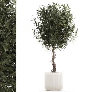 Beautiful Interior Tree Ficus Benjamina