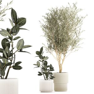 Olive Tree And Ficus Elastica In A Flower Pot