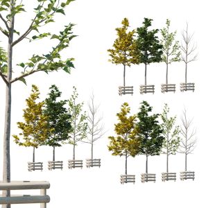 Platanus Acerifolia 2,5m Variations. All Seasons