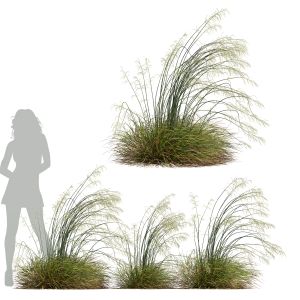 Plants Stipa Arundinacea Sweet Grass Windy