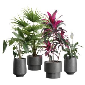 Indoor Plants Pack 44