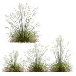 Plants Stipa Arundinacea Sweet Grass