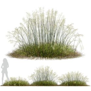 Plants Stipa Arundinacea Sweet Grass Wide