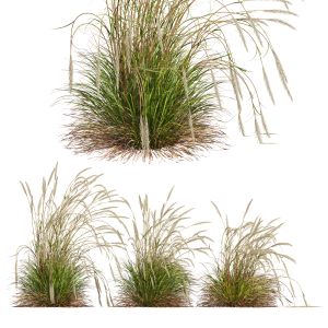 Plants Calamagrostis Acutiflora Karl Foerster01