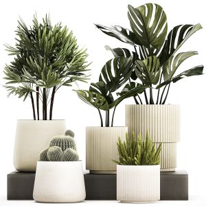 Set Of Potted Plants Monstera Cactus Palm 1236