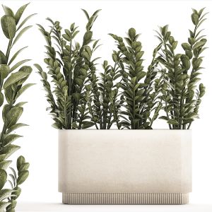 Decorative Bush Zamioculcas In A Flower Pot 1237