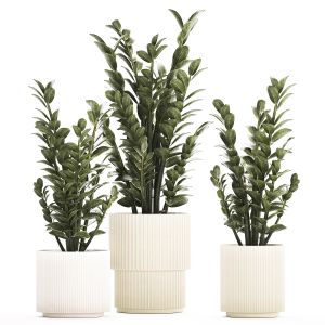 Beautiful Zamioculcas Plants In Flowerpots 1239