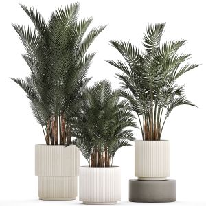 Beautiful Howea Forsteriana Palms In Flowerpots