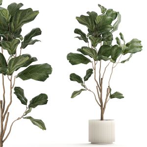 Decorative Tree Ficus Lyrata In A Flower Pot