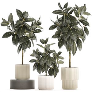 Set Of Beautiful Ficus Elastica Trees In Pots