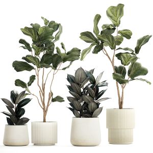 Ficus Elastica And Ficus Lyrata Trees In Pots