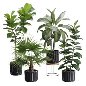 Indoor Plants Pack 45