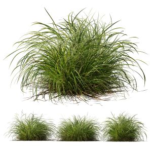 Plants Carex Elata Aurea Grass Version2