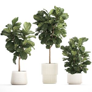 Beautiful Ficus Lyrata Trees In Flowerpots 1245