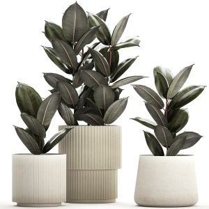 Beautiful Ficus Elastica Trees In Flowerpots 1246