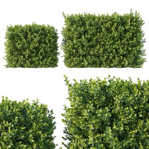 Boxwood 04