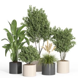 Indoor Plant Set 48